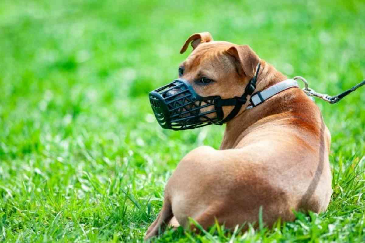 Muzzle Training Your Dog